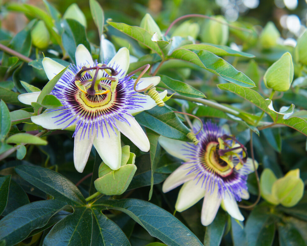 Passionsblume