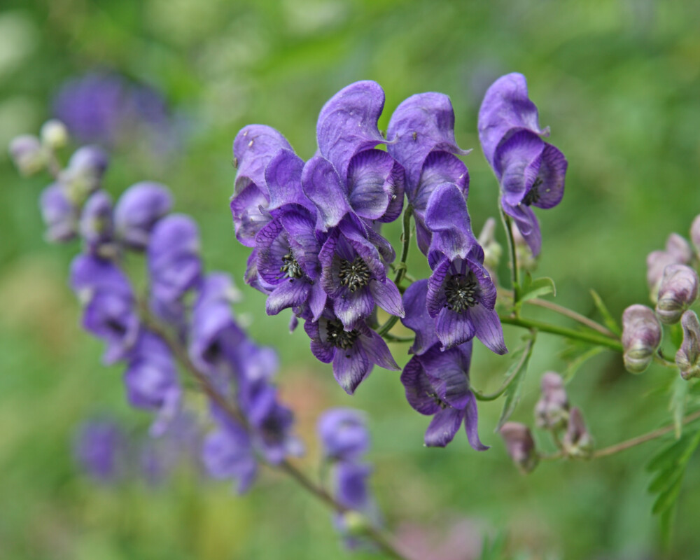 Blauer Eisenhut (Aconitum napellus)
