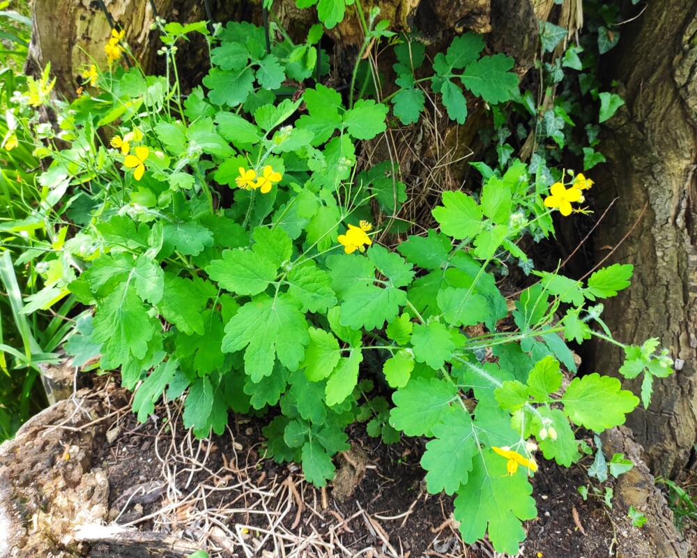 Schöllkraut (Chelidonium majus)