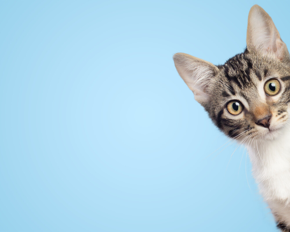 Katze
