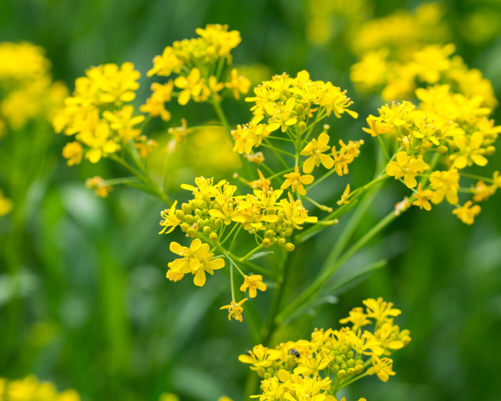 Färberwaid Isatis tinctoria