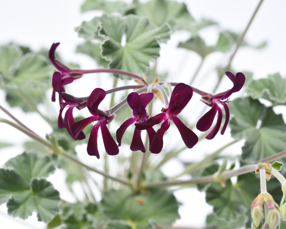 Pelargonium sidoides