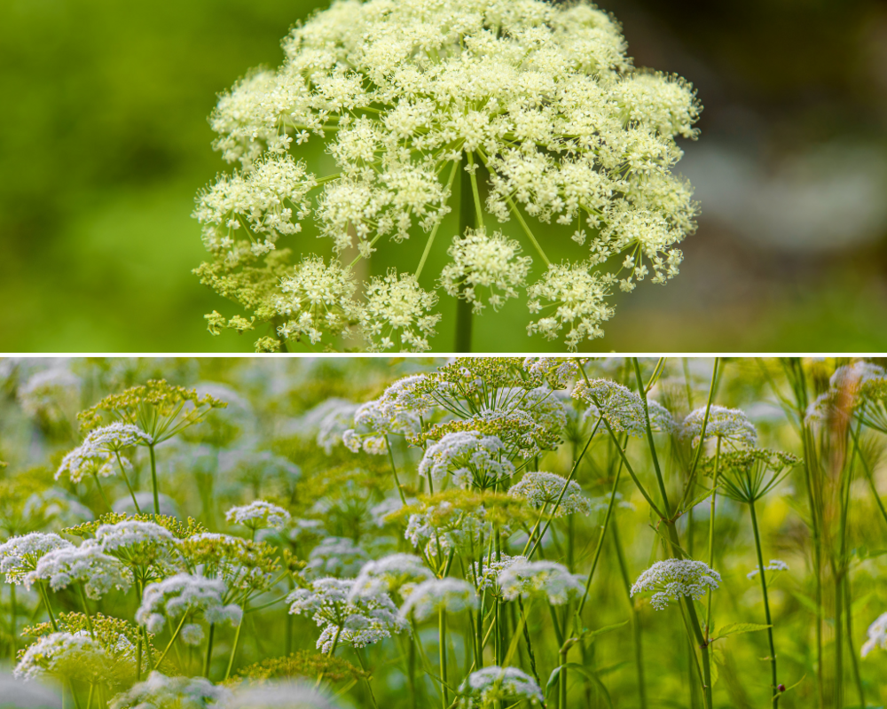 Gefleckte Schierling (oben)  
Wiesenkerbel (unten)