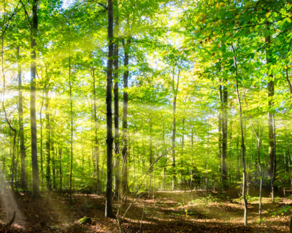Wald