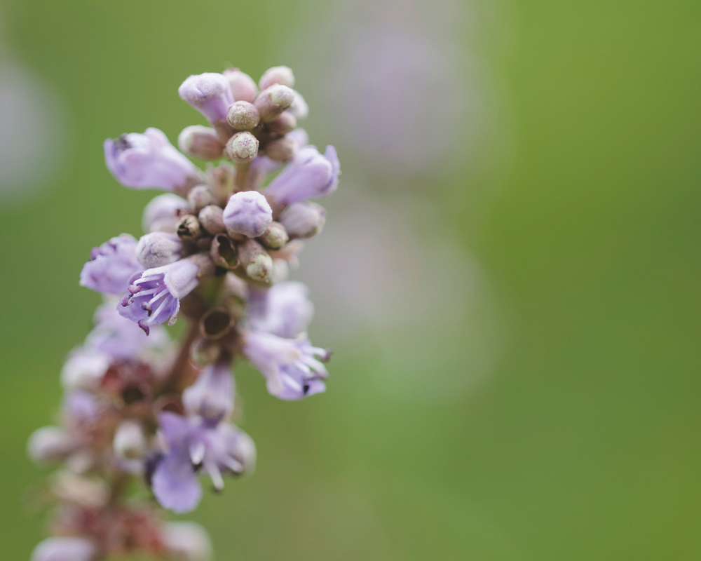 Blüten von Mönchspfeffer