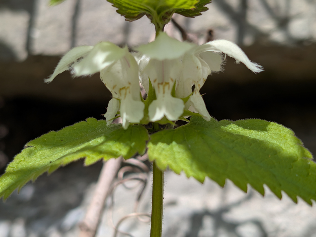 Weiße Taubnessel (Lamium album)