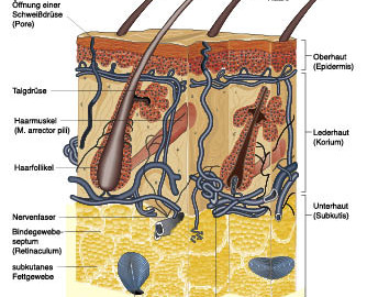  Anatomie und Physiologie; Springer Medizin 2010 / Christiane von Solodkoff Ausgabe 1/2012-  Seite 74