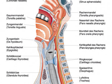 Anatomie und Physiologie, Springer Medizin 2010/Christiane von Solodkoff Ausgabe 3/2011-  Seite 78