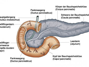 Anatomie und Physiologie, Springer Medizin 2010/Christiane von Solodkoff  Ausgabe 4/2011-  Seite 102