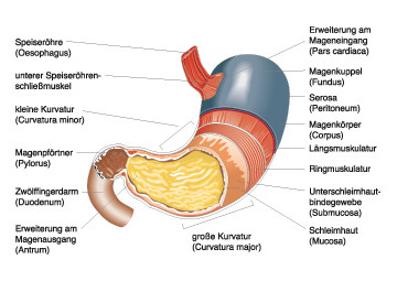  Anatomie und Physiologie; Springer Medizin 2010 / Christiane von Solodkoff Ausgabe 5/2011-  Seite 116