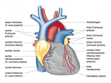  Anatomie und Physiologie; Springer Medizin 2010 / Christiane von Solodkoff Ausgabe 6/2011-  Seite 96