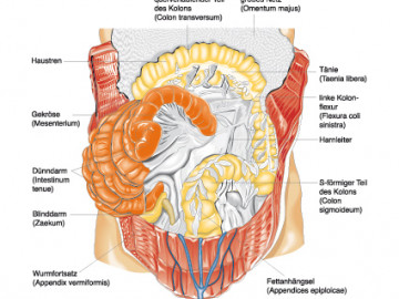  Anatomie und Physiologie; Springer Medizin 2010 / Christiane von Solodkoff Ausgabe 7/2011-  Seite 84