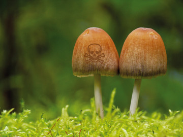 Pilz mit Totenkopf