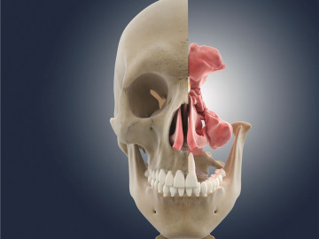 05pta_organs_nasal_w_skull_R_CAM_o_nasal_0000_HG