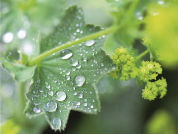 05pta_stock-photo-20861711-alchemilla-frauenmantel