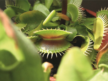 06ptastock-photo-45572602-venus-flytrap