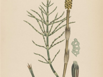 04pta_equisetum_arvense_Mediennummer_17749156_dpa