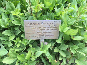 Fieberklee im Botanischen Garten Oldenburg