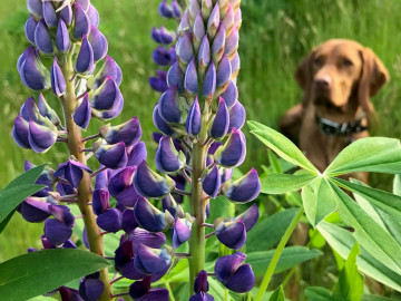 Barah und Lupine
