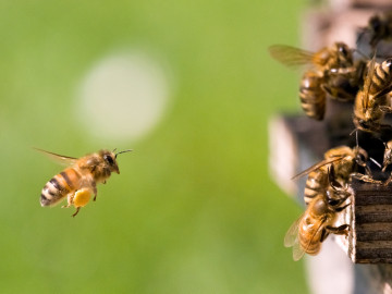 Biene fliegt Bienenstock an