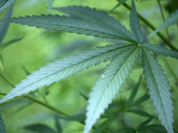 km_cannabis_0916