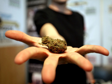 Hand mit getrocknetem Medizinalcannabis