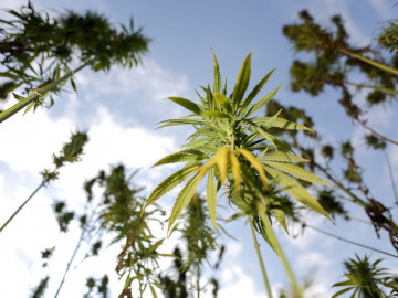 Cannabispflanzen, die im Freien wachsen