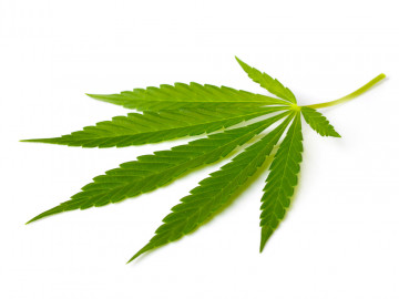 Cannabisblatt