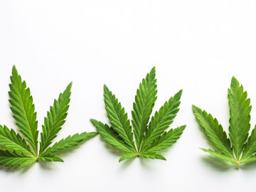 Cannabisblätter