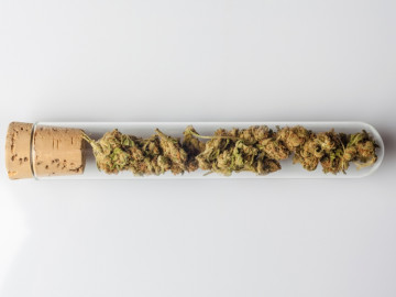 km_cannabis1_0717