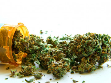 km_cannabis_0417