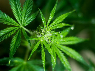 Cannabispflanze