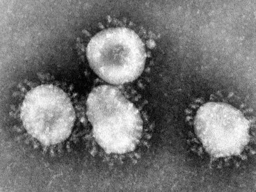 Coronavirus unter dem Mikroskop