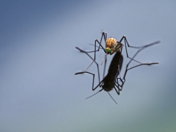 Mücke der Gattung Culex spiegelt sich auf Wasseroberfläche
