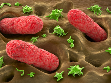 Mikroorganismen im Darm kontrollieren unter anderem wichtige Immunfunktionen.
