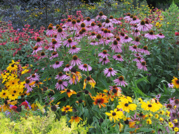 Buntes Blumenbeet, wie es Normalsichtige wahrnehmen, scharf und in Farbe.
