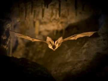 Fledermaus im Flug