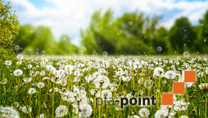Pusteblumen auf der Wiese