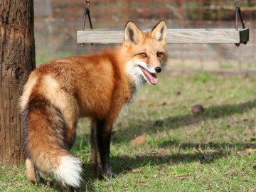 Fuchs, der in einem Garten vor einer Holzschaukel steht.