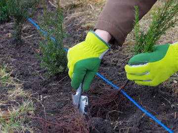 Hecke wird gepflanzt