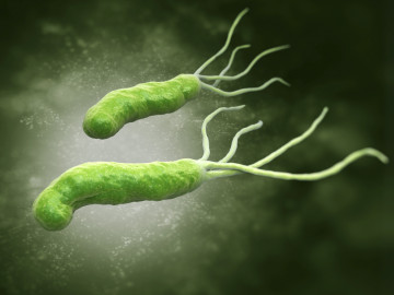 Abbildung des Bakteriums Helicobacter Pylori