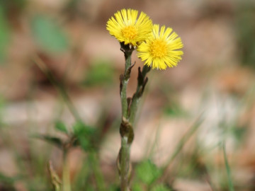 Blühender Huflattich