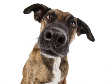 Staffordshire Terrier (Mischling)