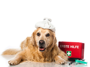 Hund mit Eisbeutel auf dem Kopf, im Hintergrund Erste Hilfe-Kasten