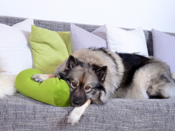 Hund auf Sofa mit Kissen
