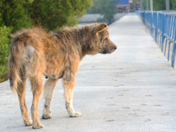 Streunender Hund