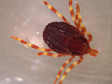 Hyalomma marginatum