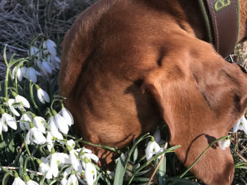 Barah Schnee