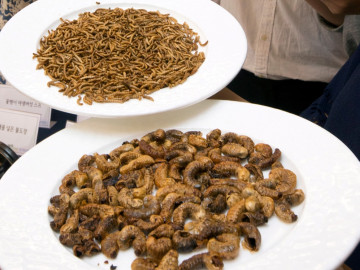Insekten als Lebensmittel, auf Tellern serviert