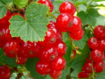 Rote Johannisbeere